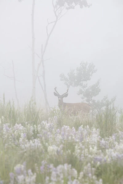 USA, Colorado, Pike National Forest. A male mule deer in foggy meadow. Credit as