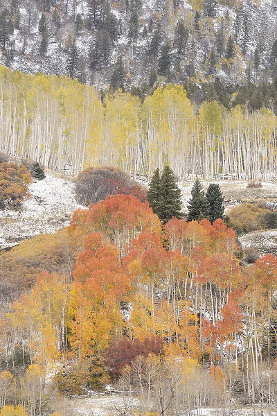 USA, Colorado, Uncompahgre National Forest. Aspen and spruce trees after autumn snowstorm