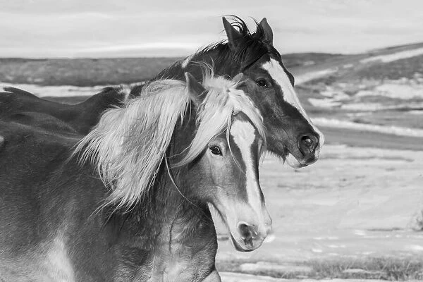 USA, Colorado, Westcliffe. Music Meadows Ranch. Ranch horses in winter. (PR)