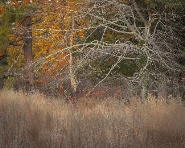 USA, New Jersey, Cape May. Ghostly tree shapes and grasses in autumn