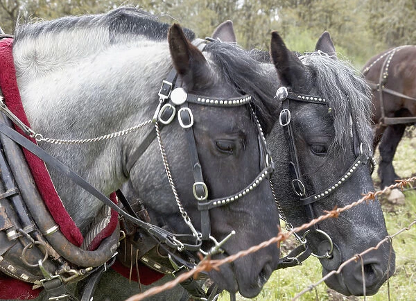 USA, Oregon, Champoeg State Park, draft horse team, resting during plowing competition