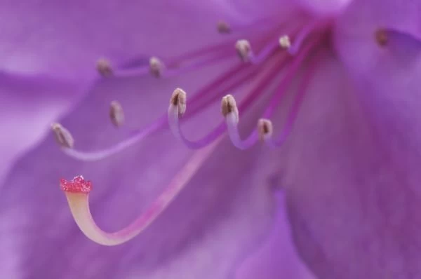 USA, Oregon, Portland. Close-up of a rhododendron flower in garden. Credit as: Steve