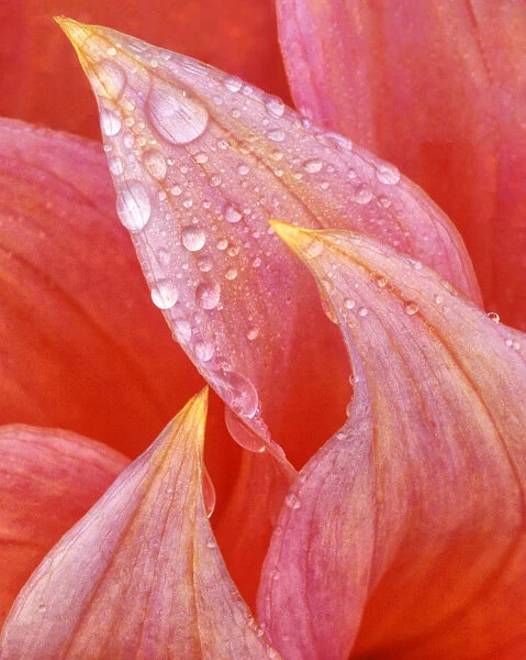 USA, Oregon, Shore Acres State Park. Dew on dahlia petals