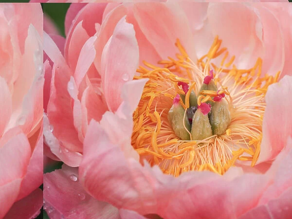 USA, Pennsylvania. Close-up of a pink peony