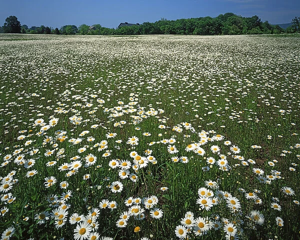 USA, Virginia, Loudoun County, Daisy meadow
