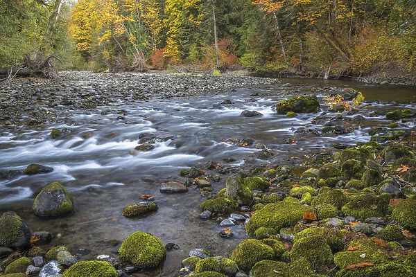 USA, Washington State, Olympic National Forest. Fall forest colors river. Credit as