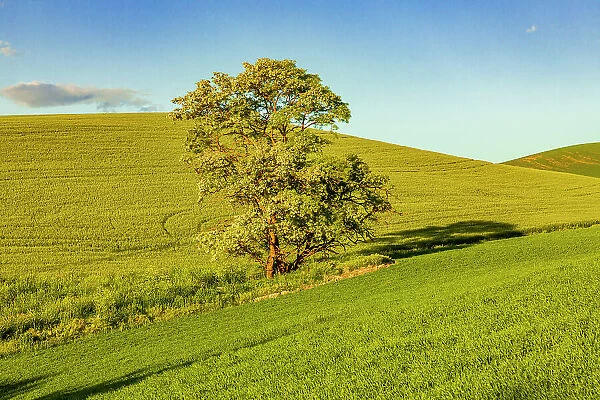 USA, Washington State, Palouse, Colfax. Tree in green field with shadows