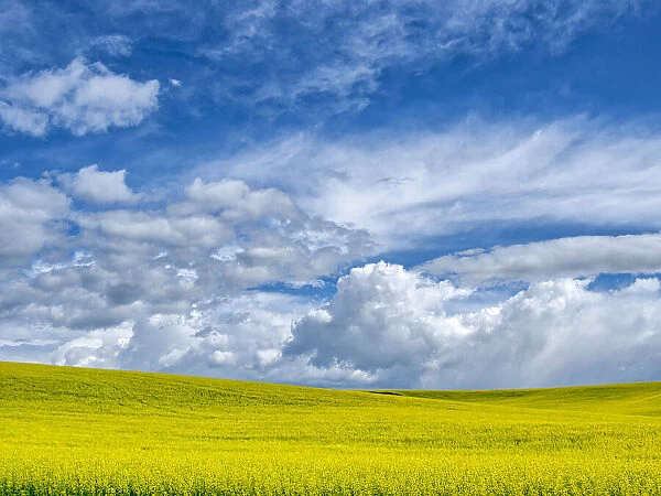 USA, Washington State, Palouse, Spring canola field with beautiful clouds