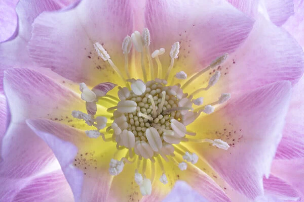 USA, Washington State, Seabeck. Hellebore blossom close-up