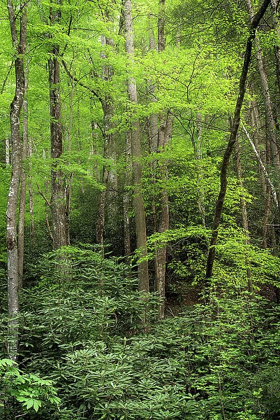 USA, West Virginia, New River Gorge National Park. Forest in spring foliage