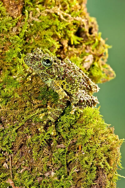 Vietnamese Mossy Frog, Theloderma corticale, Native to Vietnam