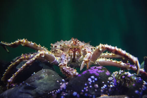 Front view of a king crab underwater