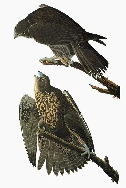 AUDUBON: GYRFALCON. Black, or Labrador, Gyrfalcon (Falco rusticolus)