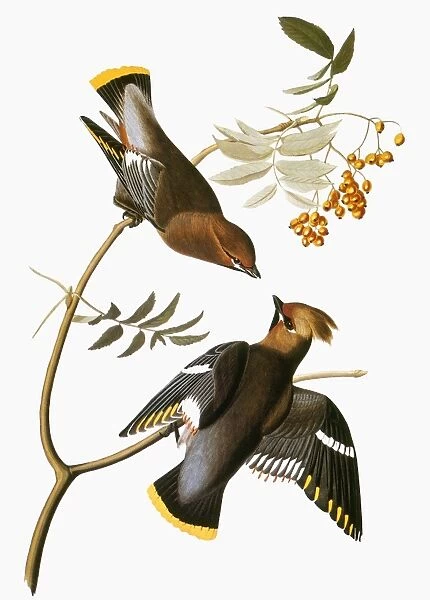 AUDUBON: WAXWING. Bohemian waxwing (Bombycilla garrulus), from John James Audubons The Birds of America, 1827-1838