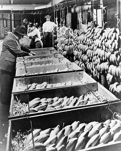 BANANA WAREHOUSE, 1948. Men at work in an American banana packing warehouse of