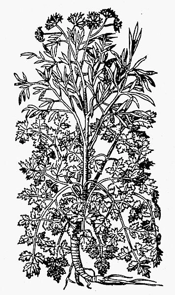 BOTANY: PARSLEY, 1579. Petroselinum crispum. Woodcut from Pietro Andrea Mattiolis Commentaires