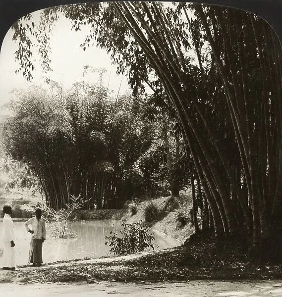 CEYLON: BAMBOO, c1907. Lofty bamboo trees in the beautiful botanical gardens, Peradeniya, Ceylon