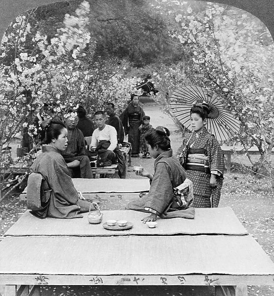 JAPAN: TEA GARDEN, 1904. Men and women drinking tea amid cherry blossoms in a garden