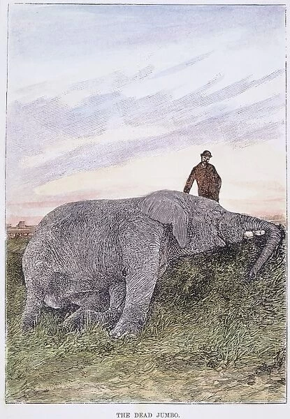 JUMBO, DEAD, 1885. P. T. Barnums dead elephant, Jumbo, after encountering a locomotive at St Thomas, Ontario, Canada, 15 September 1885: contemporary wood engraving
