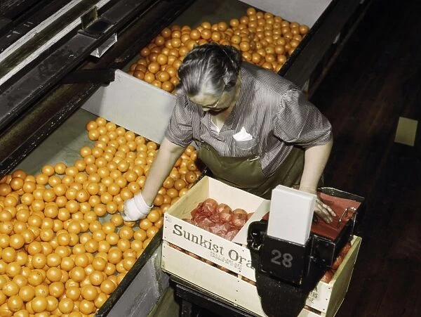ORANGE SORTING, 1943. Worker sorting oranges at a packing plant in Redlands, California
