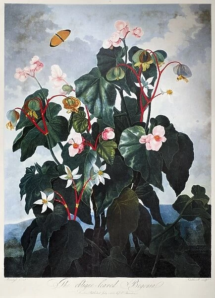 THORNTON: BEGONIA. The Oblique-Leaved Begonia (Begonia minor Jacq. ). Engraving by Caldwall after a painting by Philip Reinagle for The Temple of Flora, by British botanist Robert John Thornton, 1800