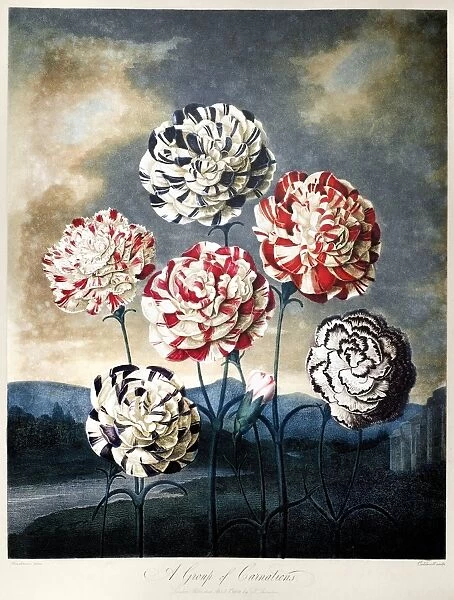 THORNTON: CARNATIONS. A group of carnations (Dianthus caryophyllus L. ). Engraving by Caldwall after a painting by Peter Henderson for The Temple of Flora, by Robert John Thornton, 1803