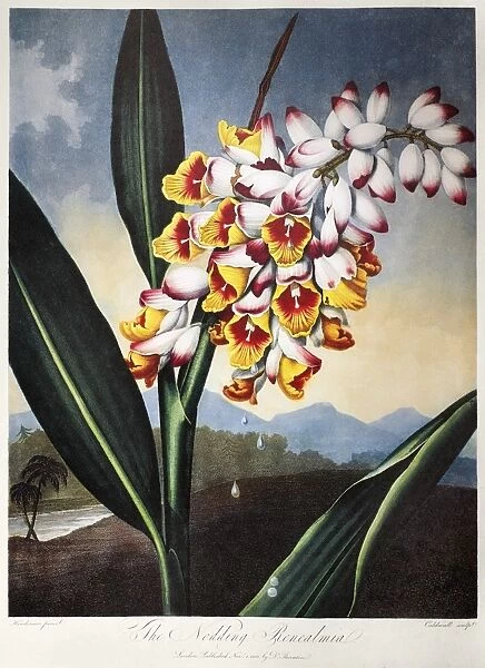 THORNTON: SHELL GINGER. The Nodding Renealmia, or shell ginger (Alpinia zerumbet). Engraving by Caldwall after a painting by Peter Henderson for The Temple of Flora, by British botanist Robert John Thornton, 1801