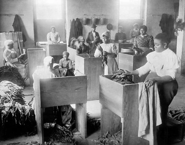 TOBACCO WAREHOUSE, c1899. African Americans sorting tobacco at a warehouse at the T