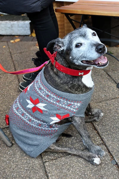 All Dogs Matter Santa Paws Christmas Fair, London