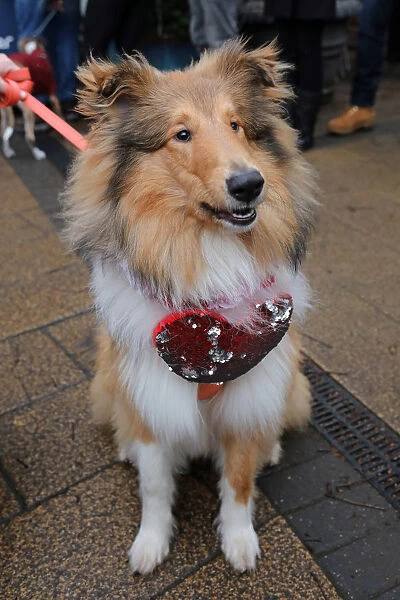 All Dogs Matter Valentines Dog Walk, London