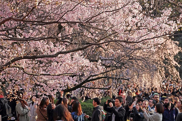 Cherry Blossom season begins in Shinjuku, Tokyo, Japan