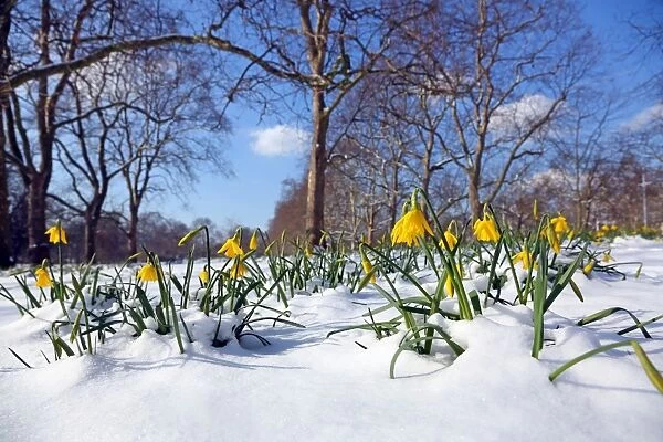 Daffodils defy the snow in St James Park, London