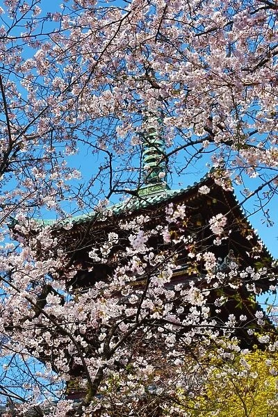 Japanese people enjoy Cherry Blossom Sakura in Tokyo, Japan