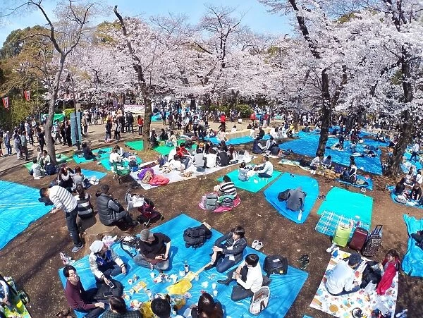 Japanese people enjoy Cherry Blossom Sakura in Tokyo, Japan