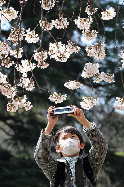Japanese wear masks for Cherry Blossom viewing, Shinjuku Gyoen National Park, Tokyo