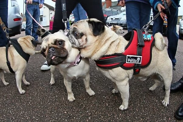 Muffin Pug Rescue charity 1st anniversary party, Milton, Keynes, England