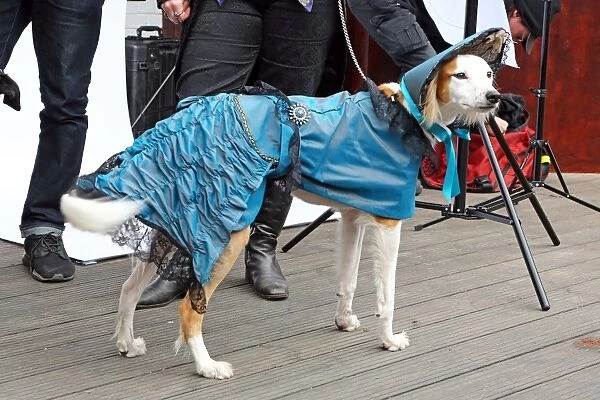 Sci-Fido cosplay dog show at Sci-Fi London film festival