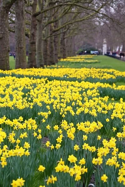 Spring Daffodils bloom in St. James Park, London