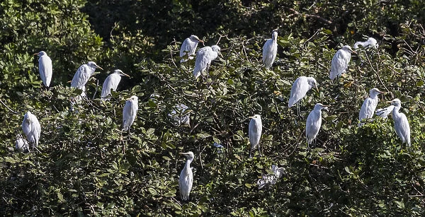 Egrets resting in the trees at the Vedantangal Bird Sanctuary in Tamil Nadu, India