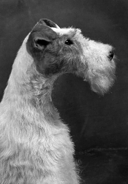 Fall  /  Wire Fox Terrier  /  54