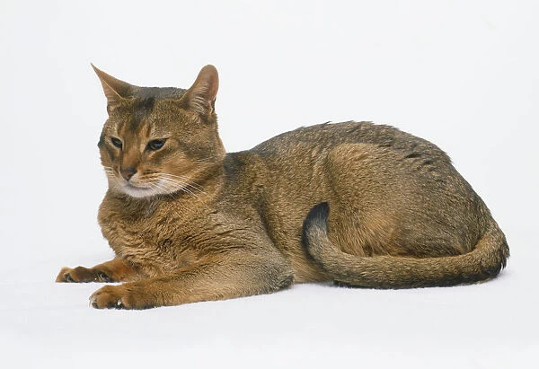Abyssinian Cat (Felis catus) lying on its front, side view