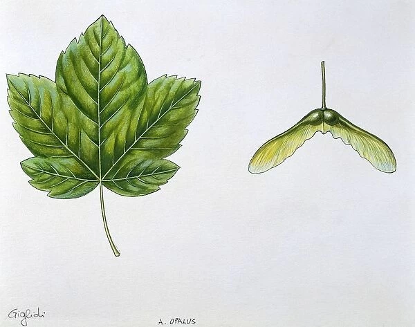 Aceraceae - Leaves and fruits Samara, Keys of Italian Maple Acer Opalus, illustration