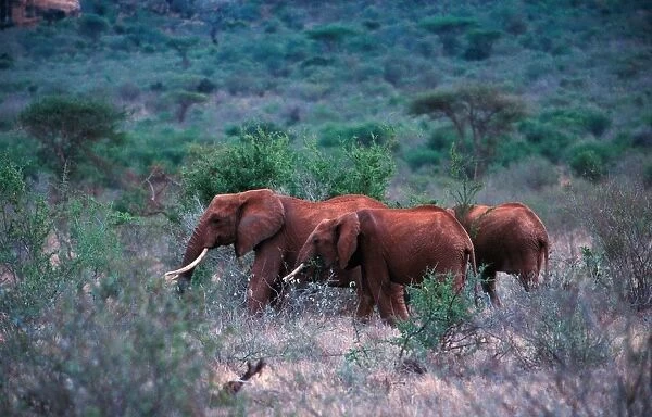 Africa. Kenya. Safari in the Tsavo Park. African Elephant