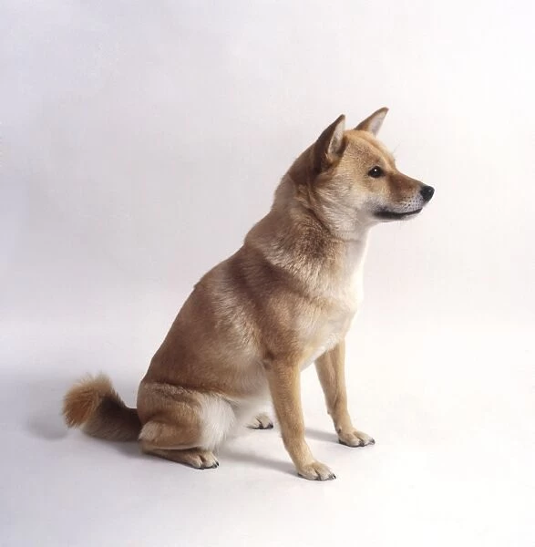 Ainu inu dog, sitting, side view