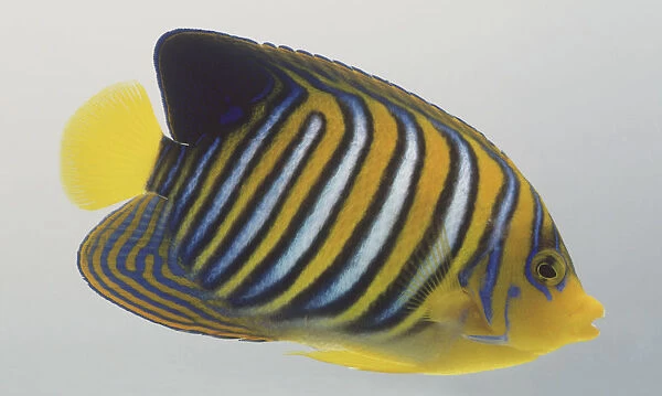Angelfish (Pygoplites diacanthus)
