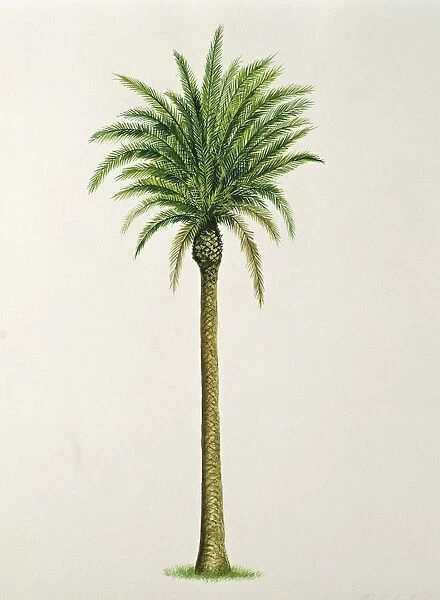Arecaceae, Alexandra or King Palm Archontophoenix alexandrae