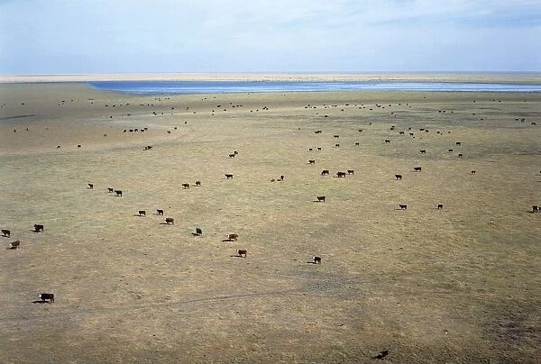 Argentina, Santa Fe Province, Aerial view of pampas with Laguna La Loca (lagoon) and cattle grazing