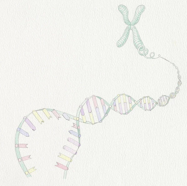Artwork of DNA structure