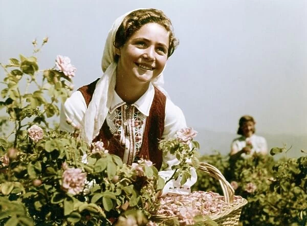 Attar of roses, bulgarian women gathering roses for perfume in the valley of roses, late 1950s