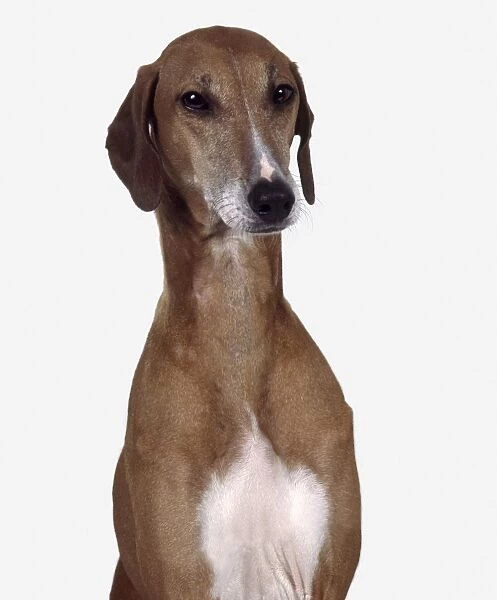 Azawakh dog, head and shoulders, facing forward